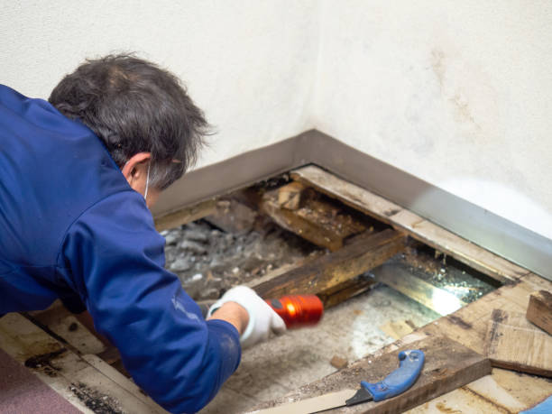 Best Mold Testing and Inspection Services in Hurt, VA