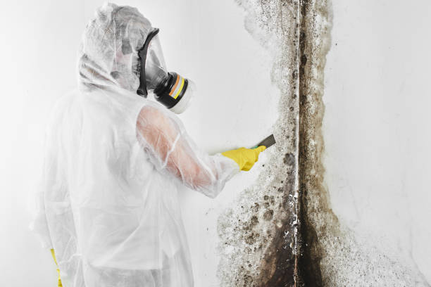 Best Attic Mold Remediation in Hurt, VA