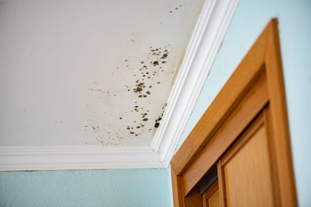 Best Insurance-Related Mold Remediation in Hurt, VA