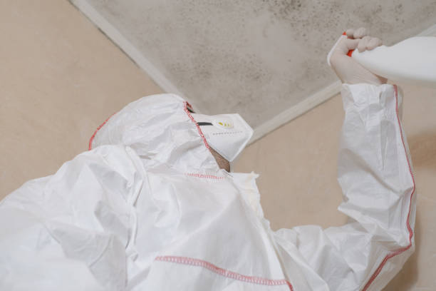 Best Basement Mold Remediation in Hurt, VA