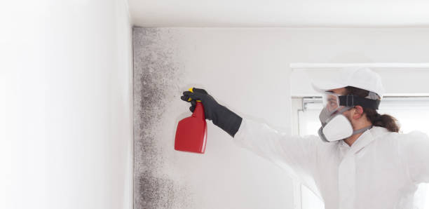 Best Kitchen Mold Remediation in Hurt, VA