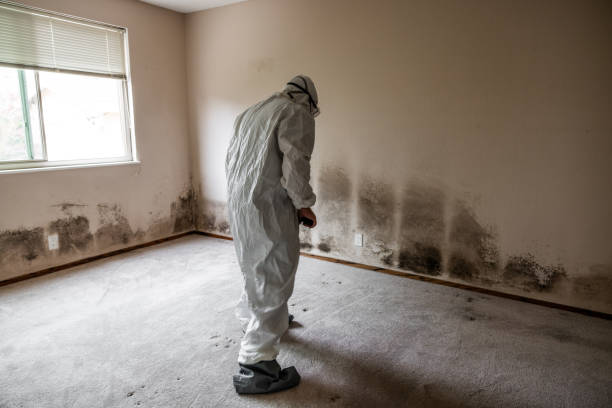 Best Emergency Mold Remediation in Hurt, VA